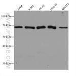 GMEB2 Antibody in Western Blot (WB)