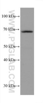 GMEB2 Antibody in Western Blot (WB)