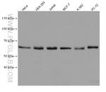 GMEB2 Antibody in Western Blot (WB)