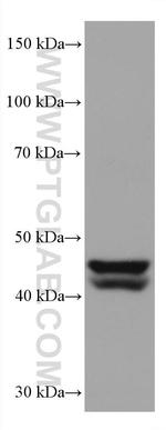 GATA4 Antibody in Western Blot (WB)