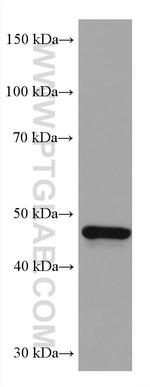 GATA4 Antibody in Western Blot (WB)
