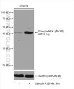 Phospho-MEK1 (Thr386) Antibody in Western Blot (WB)