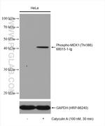 Phospho-MEK1 (Thr386) Antibody in Western Blot (WB)
