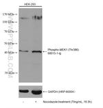 Phospho-MEK1 (Thr386) Antibody in Western Blot (WB)