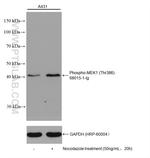 Phospho-MEK1 (Thr386) Antibody in Western Blot (WB)