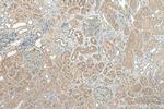 AGT Antibody in Immunohistochemistry (Paraffin) (IHC (P))