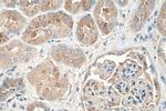 AGT Antibody in Immunohistochemistry (Paraffin) (IHC (P))