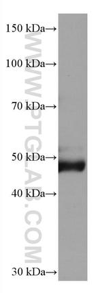 AGT Antibody in Western Blot (WB)
