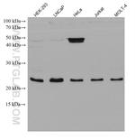 RAB9B Antibody in Western Blot (WB)