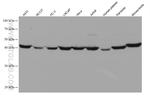 PGK1 Antibody in Western Blot (WB)