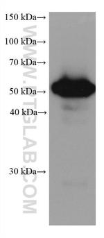 ALDH3A1 Antibody in Western Blot (WB)