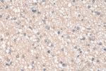 TMOD2 Antibody in Immunohistochemistry (Paraffin) (IHC (P))