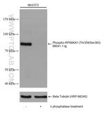 Phospho-RPS6KA1 (Thr359, Ser363) Antibody in Western Blot (WB)