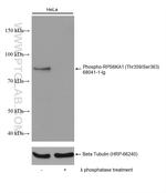 Phospho-RPS6KA1 (Thr359, Ser363) Antibody in Western Blot (WB)