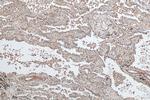 TTLL12 Antibody in Immunohistochemistry (Paraffin) (IHC (P))