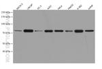 TTLL12 Antibody in Western Blot (WB)