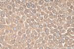 AIFM2 Antibody in Immunohistochemistry (Paraffin) (IHC (P))