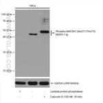 Phospho-MKK7 (Ser271, Thr275) Antibody in Western Blot (WB)