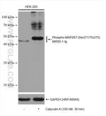 Phospho-MKK7 (Ser271, Thr275) Antibody in Western Blot (WB)