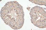 GAS2L1 Antibody in Immunohistochemistry (Paraffin) (IHC (P))