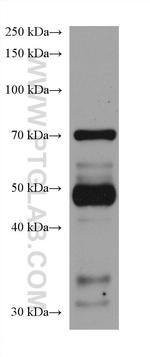 GAS2L1 Antibody in Western Blot (WB)