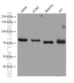 GAS2L1 Antibody in Western Blot (WB)
