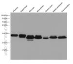 RAB3A Antibody in Western Blot (WB)