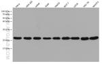 RPL9 Antibody in Western Blot (WB)