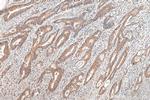 RPLP0 Antibody in Immunohistochemistry (Paraffin) (IHC (P))