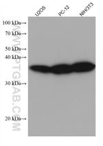 RPLP0 Antibody in Western Blot (WB)