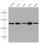 RFX1 Antibody in Western Blot (WB)