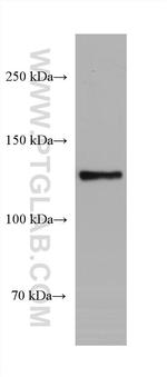 RFX1 Antibody in Western Blot (WB)