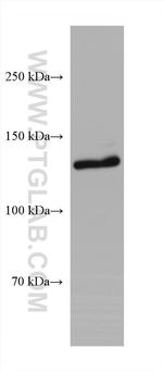 RFX1 Antibody in Western Blot (WB)
