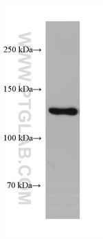 RFX1 Antibody in Western Blot (WB)