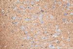 FXYD6 Antibody in Immunohistochemistry (Paraffin) (IHC (P))