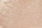 FXYD6 Antibody in Immunohistochemistry (Paraffin) (IHC (P))