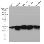 FXYD6 Antibody in Western Blot (WB)