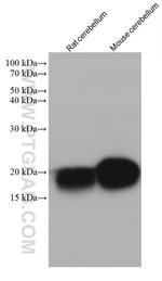 FXYD6 Antibody in Western Blot (WB)
