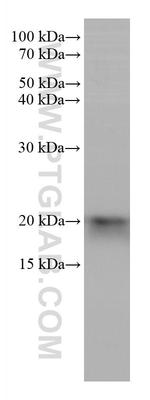 FXYD6 Antibody in Western Blot (WB)