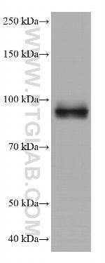 GEN1 Antibody in Western Blot (WB)