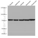 NSF Antibody in Western Blot (WB)