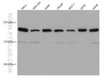 PTPRF Antibody in Western Blot (WB)