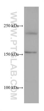 PTPRF Antibody in Western Blot (WB)