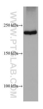 PTPRF Antibody in Western Blot (WB)