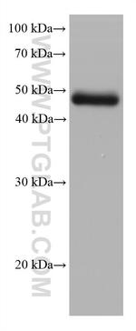 STRA8 Antibody in Western Blot (WB)