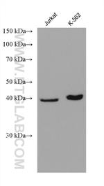 Septin 5 Antibody in Western Blot (WB)