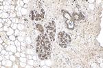 TPD52L2 Antibody in Immunohistochemistry (Paraffin) (IHC (P))