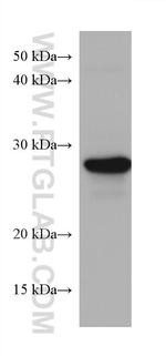 TPD52L2 Antibody in Western Blot (WB)