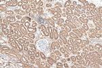 DPEP1 Antibody in Immunohistochemistry (Paraffin) (IHC (P))
