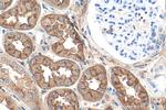 DPEP1 Antibody in Immunohistochemistry (Paraffin) (IHC (P))